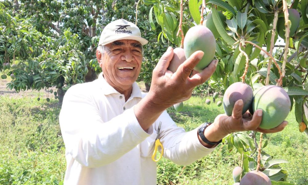 Mango Colombiano Llegará Por Primera Vez A Estados Unidos Revista Gestion Colombia 9560