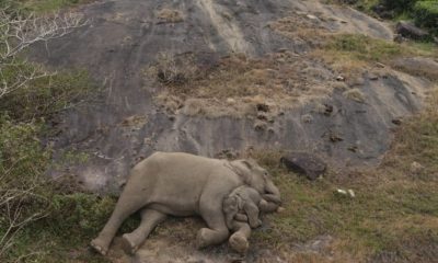 Emotivo Reencuentro en la Reserva Anamali: Cría de Elefante Vuelve a su Manada tras Ser Rescatada