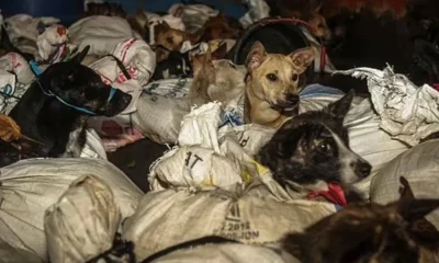 Tragedia Canina en Semarang: Policía Indonesia Desmantela Red de Tráfico de Perros con Destino al Matadero