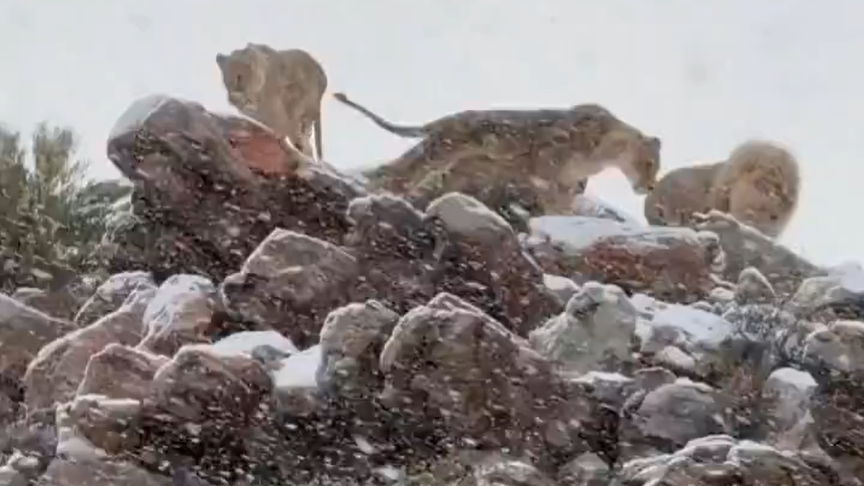 Sorprendente Nevada en Sudáfrica: Animales Cubiertos de Nieve se Vuelven Virales