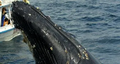 Impresionante Avistamiento de Ballena Jorobada en Tumaco Deja a Turistas Sin Aliento